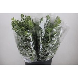 Pittosp Ralphi Leaves 200gr P Bunch