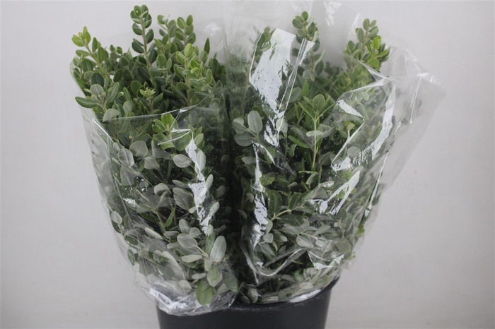 <h4>Pittosp Ralphi Leaves 200gr P Bunch</h4>