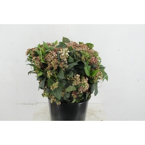 VIBURNUM MACROPHYLLUM 400GR SUPER