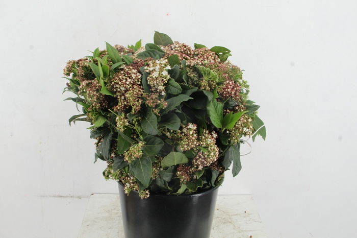 <h4>VIBURNUM MACROPHYLLUM 400GR SUPER</h4>