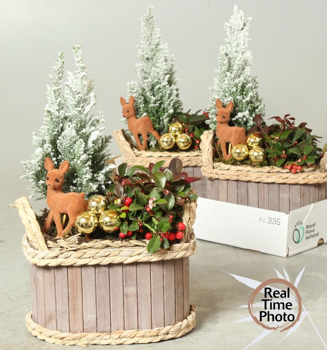 <h4>ARR TUINPLANTEN</h4>