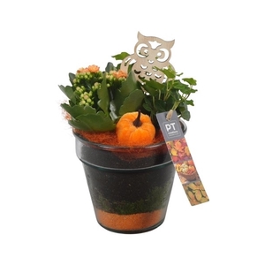 PTHG3307 Arrangement Autumn Glass in vaas
