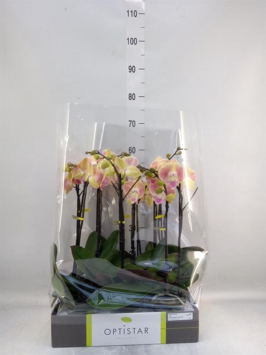<h4>Phalaenopsis ...orange</h4>