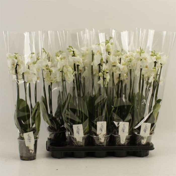 <h4>PHAL OV WIT</h4>