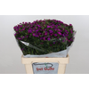 Dianthus Ba Am Neon Purple (trolley)