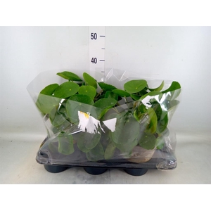 Pilea peperomioides