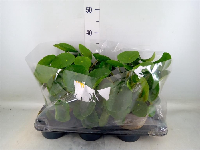 <h4>Pilea peperomioides</h4>