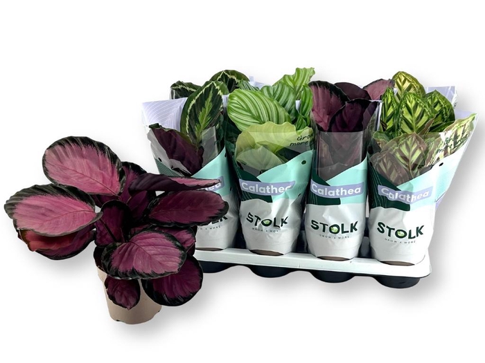 <h4>CALAT GEM 4 SRT</h4>