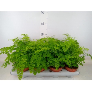 Adiantum raddi. 'Fragrans'