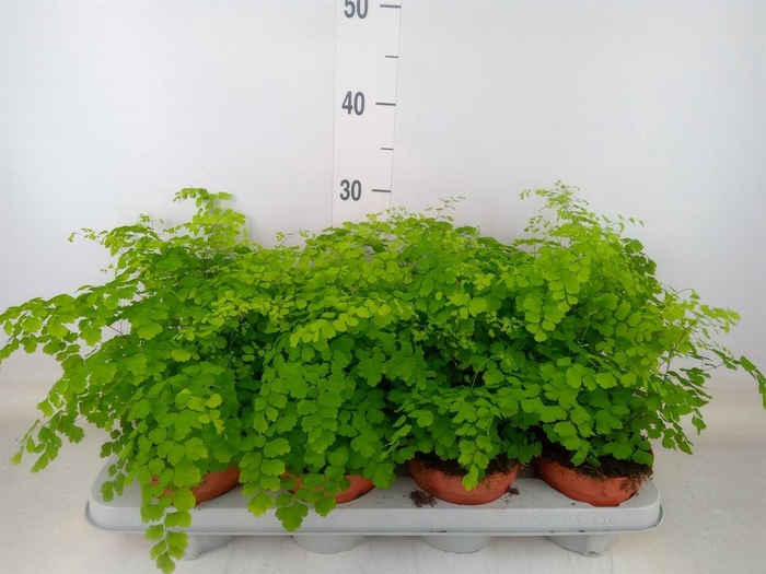 <h4>Adiantum raddi. 'Fragrans'</h4>