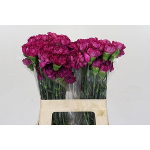 Dianthus St Purple Pixel