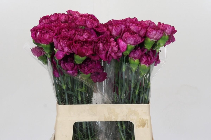 <h4>Dianthus St Purple Pixel</h4>