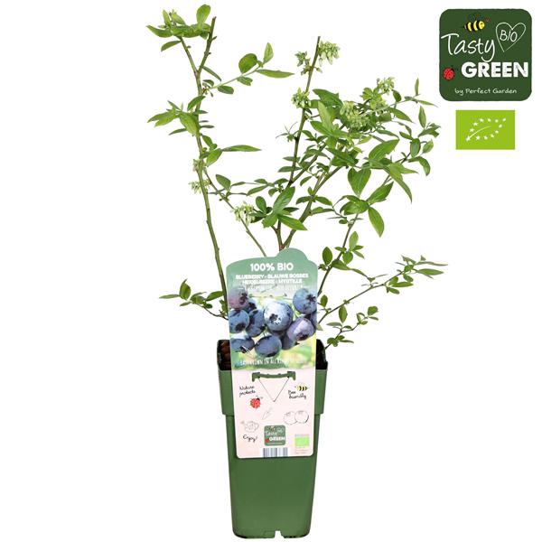 <h4>Vaccinium corymbosum 'Blue Dessert'® Bio P15</h4>