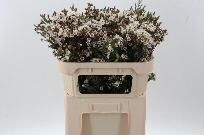 <h4>Cham un white Lion</h4>