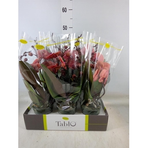 Phalaenopsis   ...orange