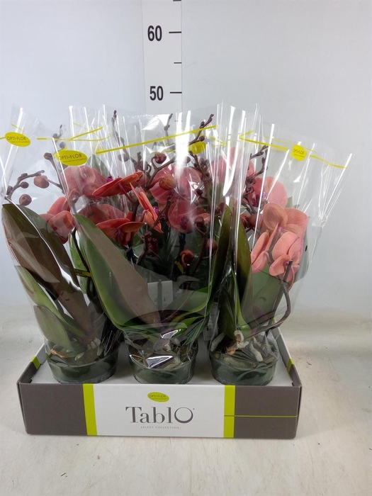 <h4>Phalaenopsis   ...orange</h4>