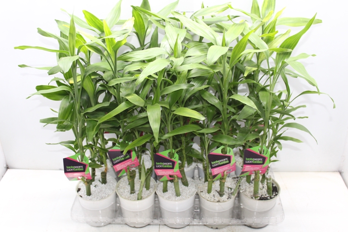 <h4>DRACENA LUCKY BAMBOO P12</h4>