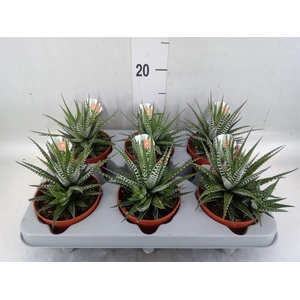 Haworthia fasciata 'Big Band'