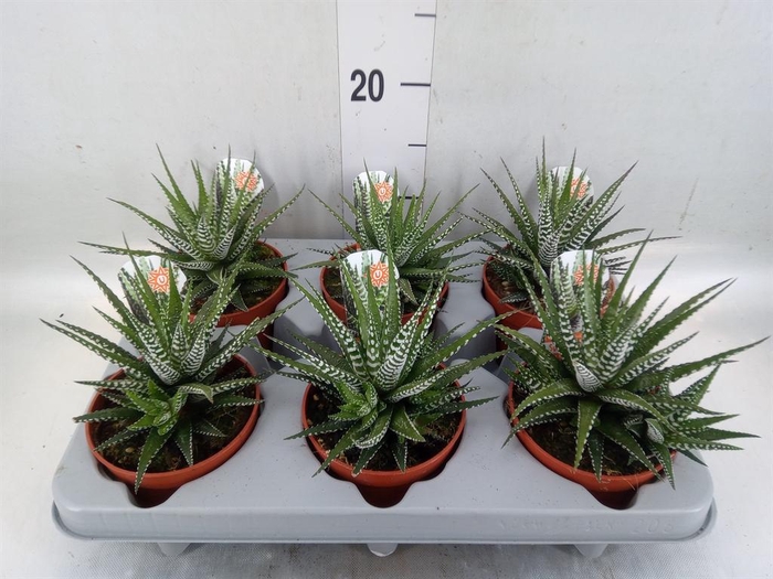 <h4>Haworthia fasciata 'Big Band'</h4>