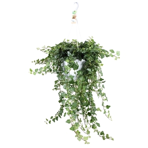 Hedera helix Wonder - hang/XXL