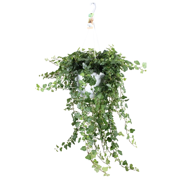 <h4>Hedera helix Wonder - hang/XXL</h4>