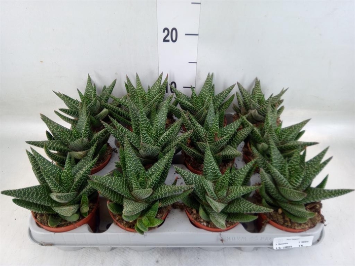<h4>xGasterhaworthia  'Royal Highness'</h4>