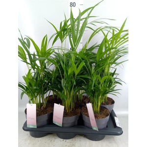 Dypsis lutescens ...Chrysalidoca
