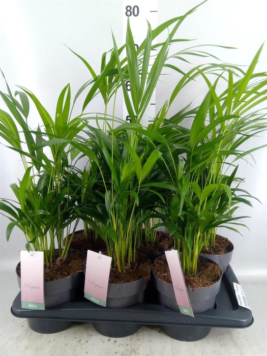 <h4>Dypsis lutescens   ...Chrysalidoca</h4>