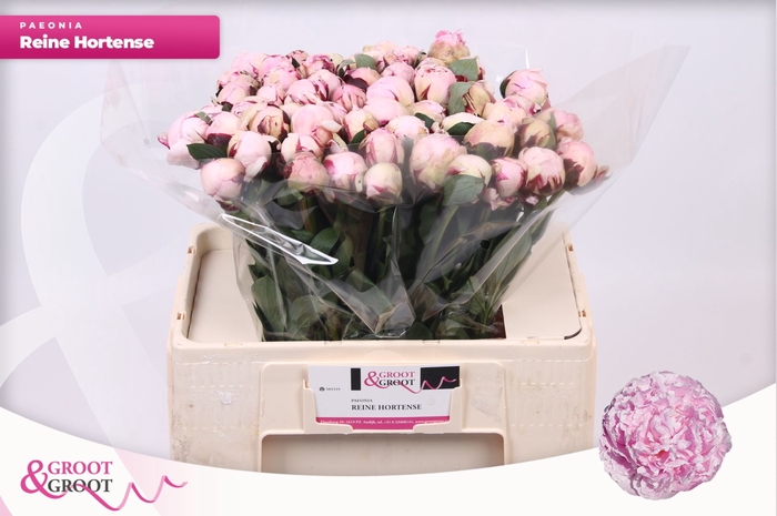 <h4>Paeonia Reine Hortense</h4>