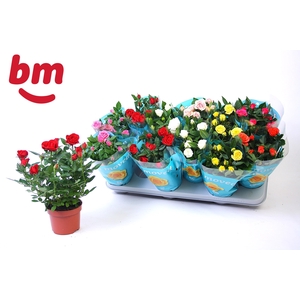 RO B MONDE GEM 7 SRT