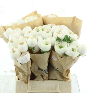 Ran Su Hanoi Extra (fr) Papier