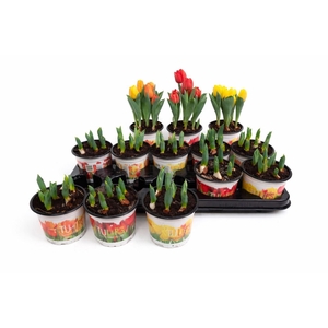 Tulipa DU 'Baby'   ...mix