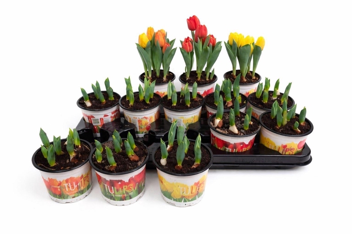 <h4>Tulipa DU 'Baby'   ...mix</h4>