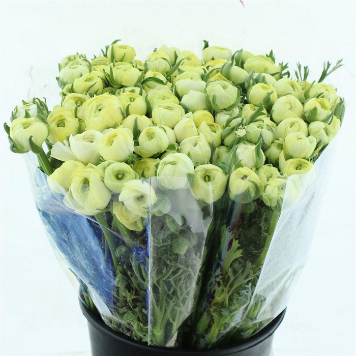 <h4>Ran El Creme Super</h4>