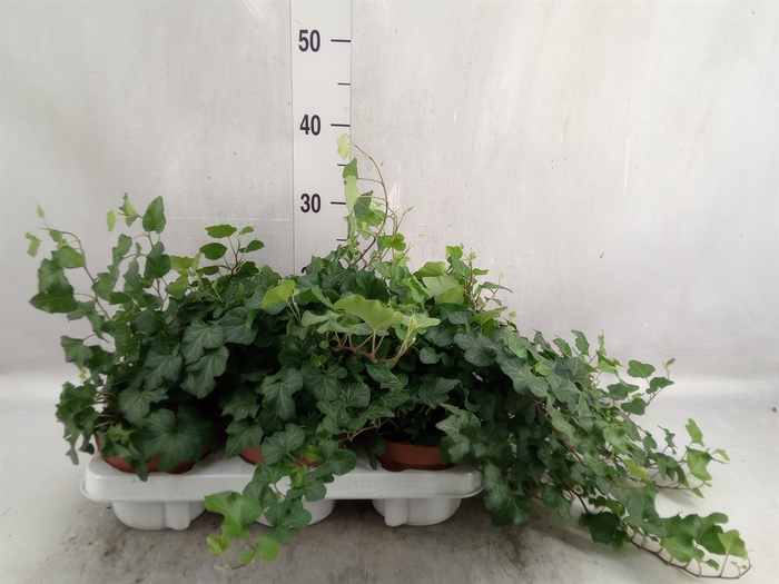 Hedera helix 'Green Wave'