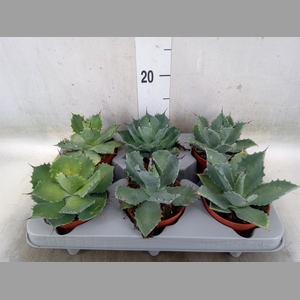Agave potatorum