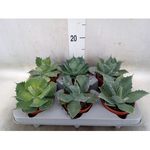 Agave potatorum