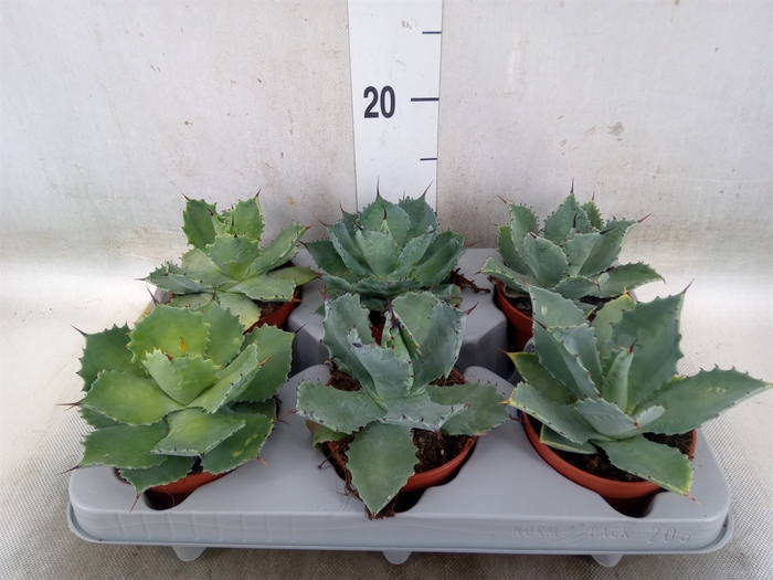 <h4>Agave potatorum</h4>