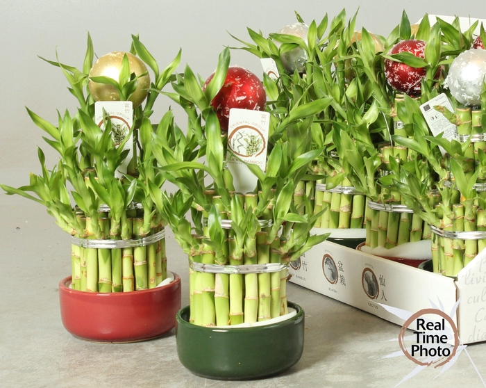 <h4>DRA LUCKY BAMBOO</h4>