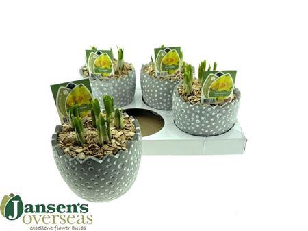 <h4>Arr Bol Knolgewas H%</h4>