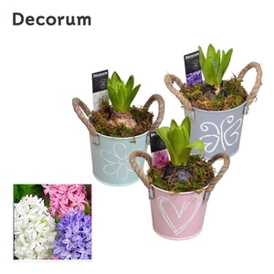 Arrangementen Hyacinthus 6%