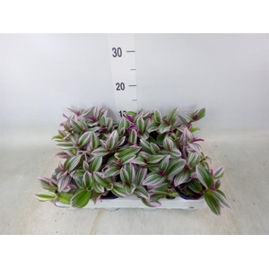 Tradescantia cerinth. 'Nanouk'