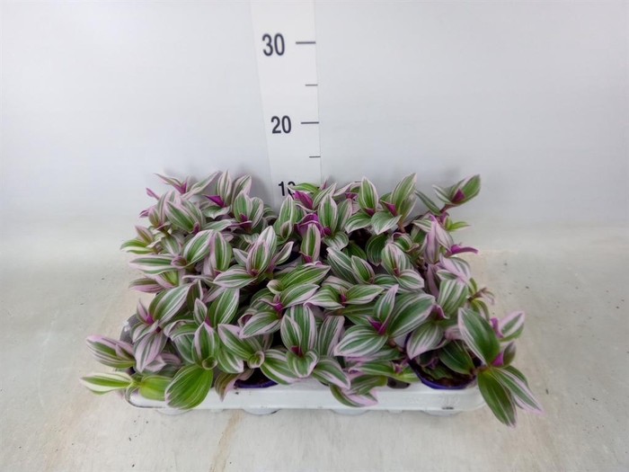 <h4>Tradescantia cerinth. 'Nanouk'</h4>