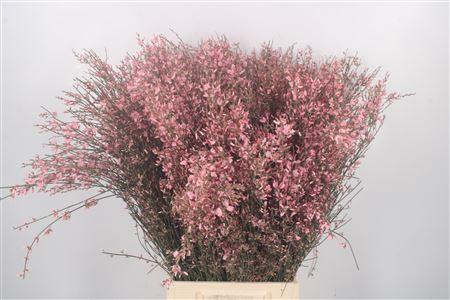 Ginster Pink Per Bunch