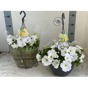 PETUNIA WHITE SURFIN HANGPOT P25