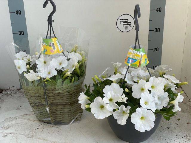 <h4>PETUNIA WHITE SURFIN HANGPOT P25</h4>