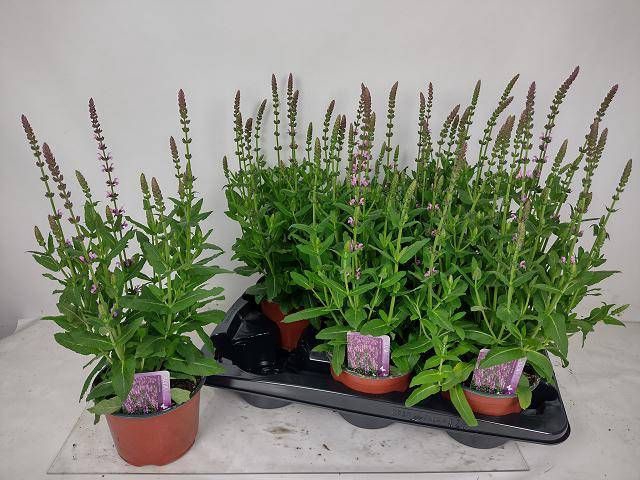 <h4>SALVIA NE SE DP ROSE</h4>