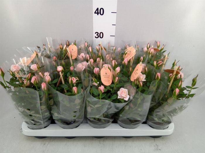 <h4>Rosa  'Rosaroma Pink'</h4>