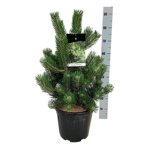 Pinus nigra 'Oregon Green'