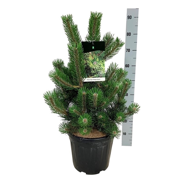 <h4>Pinus nigra 'Oregon Green'</h4>